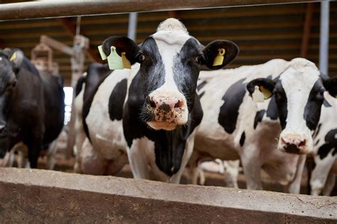 CDC Warns Of Cow To Human Transmission Of H5N1 Bird Flu In Texas