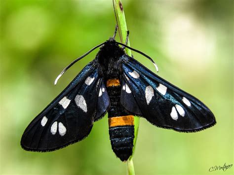 Amata phegea | JuzaPhoto