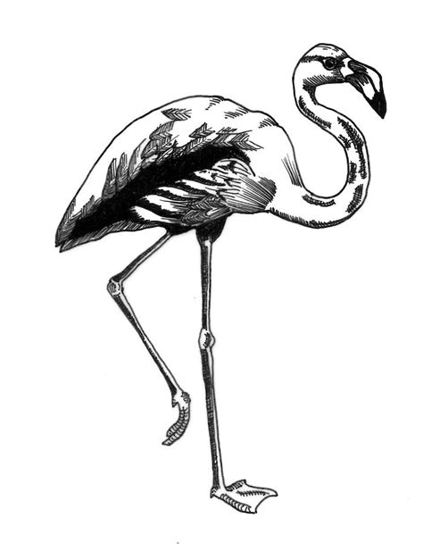 Hand Drawn Line Drawing Of Flamingo Bird Photograph By Matthew Gibson