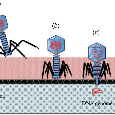 Injection Process For Bacteriophage T4 A The Long Tail Fibers