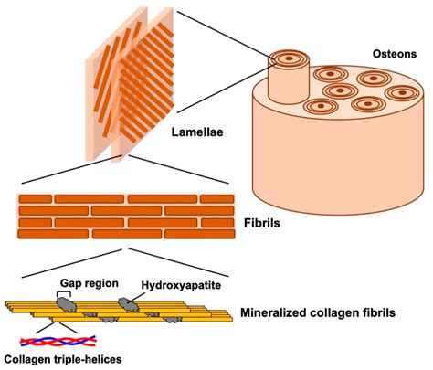 Bioengineering Free Full Text Cell Scaffolds For Bone Tissue