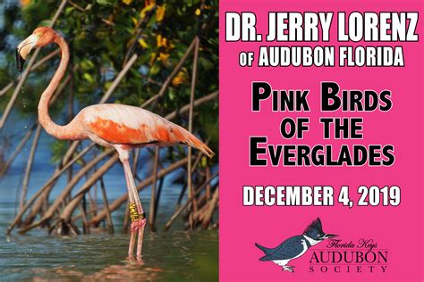 Pink Birds of the Everglades — Florida Keys Audubon Society