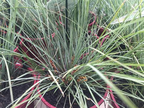 Lomandra Frosty Tops Diaco S Garden Nursery And Garden Centre