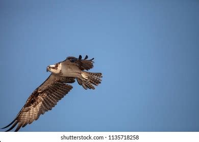 307 Seahawk bird Images, Stock Photos & Vectors | Shutterstock