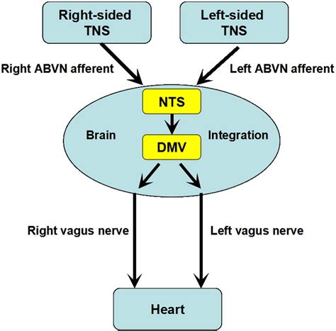 The Right Side Or Left Side Of Noninvasive Transcutaneous Vagus Nerve