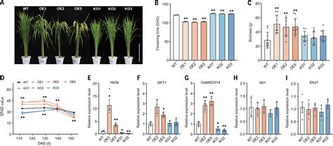 A Transcriptional Regulator That Boosts Grain Yields And Shortens The