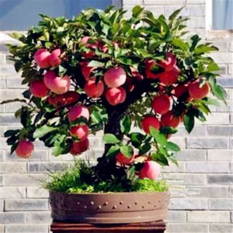 Bonsai Apple Tree Seeds rare fruit bonsai tree indoor plant for home garden 20 Seeds/Pack free ...