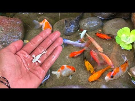 Find Colorful Ornamental Fish Koi Fish Goldfish Catfish Snakehead