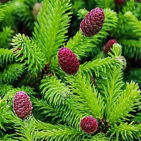 Ель обыкновенная «Pusch» - Picea abies «Pusch»