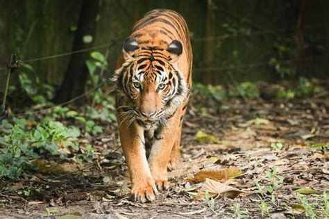 asli  kelantans pos bihai  theyre cautious   tiger