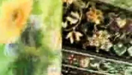 Iranian Whore Sucking Arab Amateur Porn Xhamster