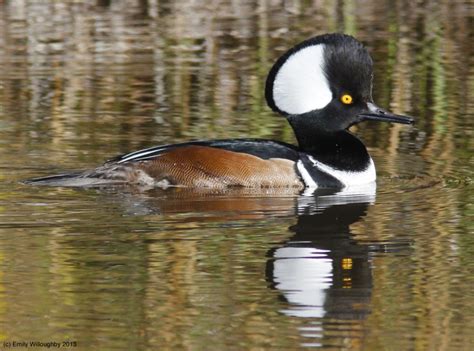 Hooded Merganser Male 2 – Emily Willoughby Art