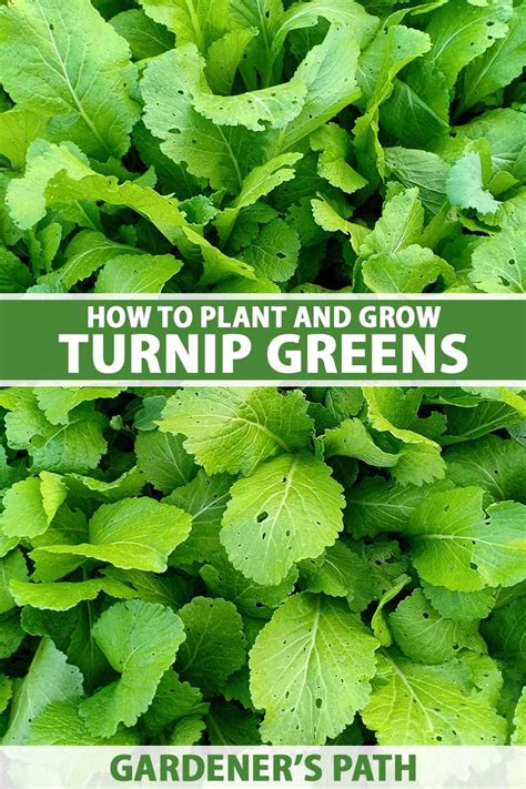 Turnip Greens Examples At Maureen Wilson Blog