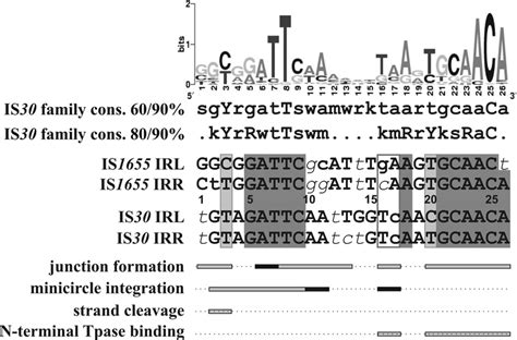 Schematic representation of the functional regions of IS30 IRs and ...