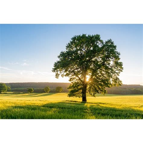 Symbolism of the Sycamore Tree