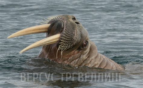 Морж