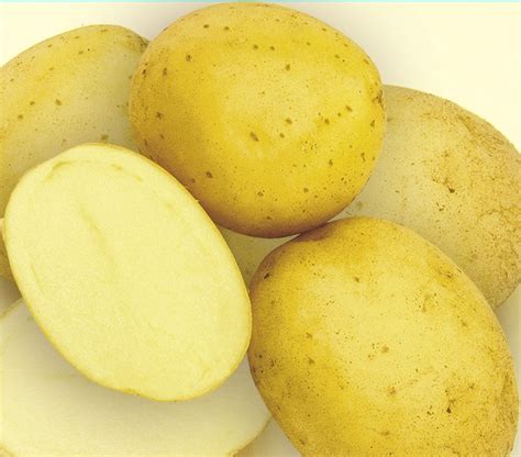Картофель Удалец: описание и характеристики, особенности посадки и ...