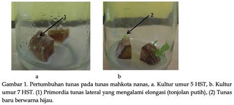 Pertumbuhan Kultur Meristem Mahkota Nanas Ananas Comosus L Merr