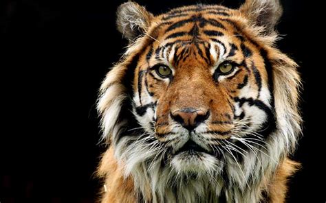 Tiger Information - Tiger Facts and Information 