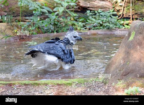 Harpia harpyia -Fotos und -Bildmaterial in hoher Auflösung – Alamy