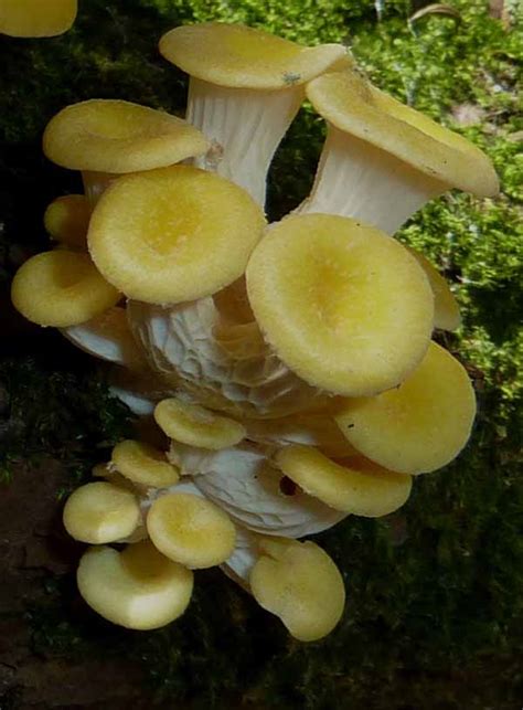 Golden Oyster Pleurotus Citrinopileatus MRM Gourmet Industries