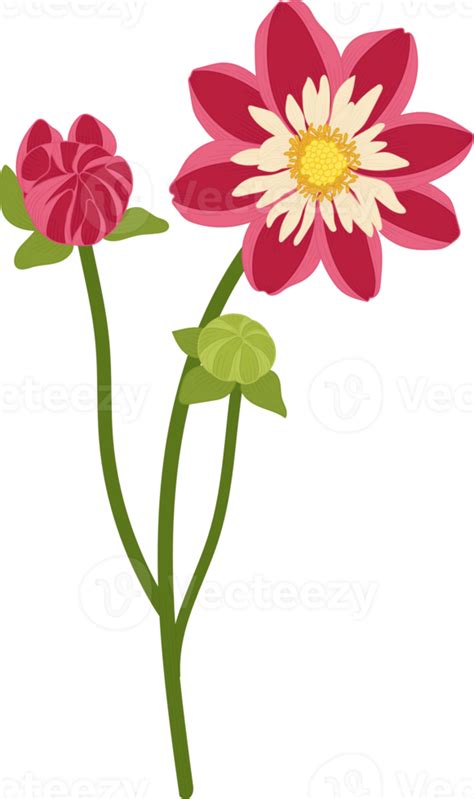 Red Dahlia Flower Hand Drawn Illustration 10171454 PNG