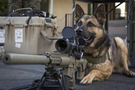 Mailmans Nightmare Usmc Military Working Dog Ken Visits The Eod Booth