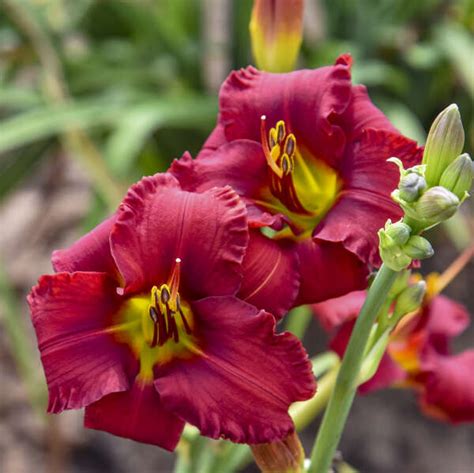 Hemerocallis 'Blazing Returns' PP28560 | Walters Gardens, Inc.