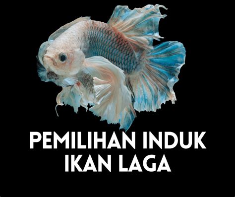 Bentuk Ikan Laga Betina