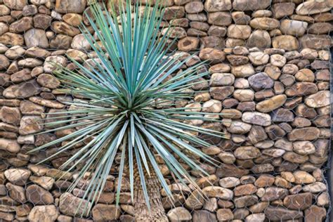 Tout Savoir Sur L Entretien Du Yucca D Ext Rieur Interflora