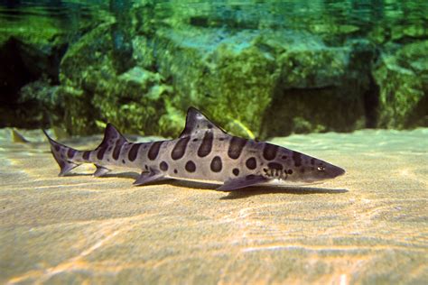 Shark Gives Rare Virgin Birth To Three Pups Leopard Shark Shark