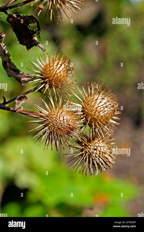 Greater Burdock Or Edible Burdock Pod Seeds Arctium Lappa Stock Photo