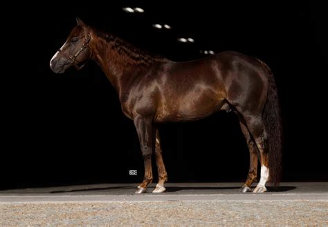 Cool N Hot Stallion Photos