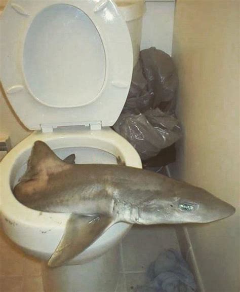 Finally Found Out Why My Bathroom Smells Like Fish Rfunny