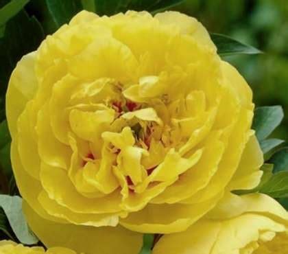 Ито-пион Yellow Crown /Paeonia Itoh/ - Пионы - Kаталог - stadi ...