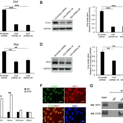 Ctcf And Tet Coregulate The Expression Of Myc A B The Expression Of