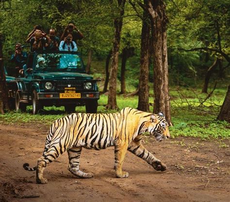 Desde Delhi Safari De D As Al Tri Ngulo De Oro Y Al Tigre De