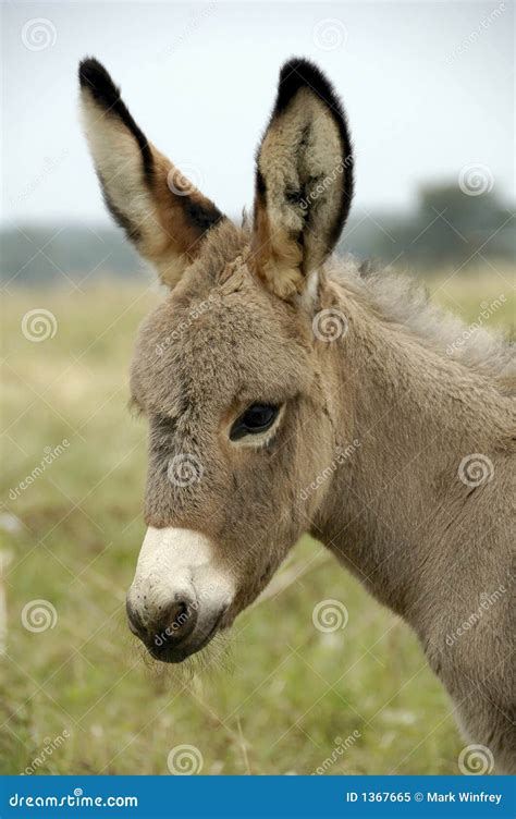 Baby Donkey In The New Forest Hampshire Royalty-Free Stock Photography ...