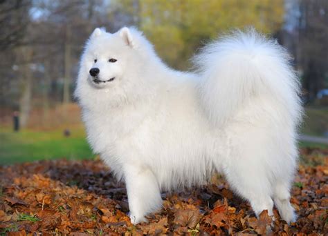 Samoyed Dog Breed Guide, stats (Photos & Videos)