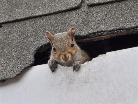 Exterminator Bel Air Squirrels Can Damage Your Home