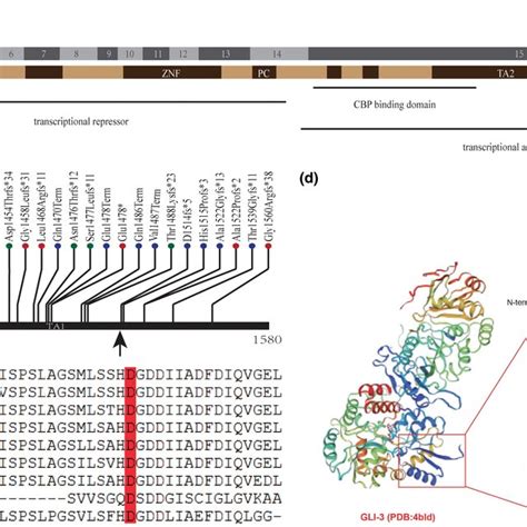 Sequencing Analysis Of Gli A A Frameshift Variant