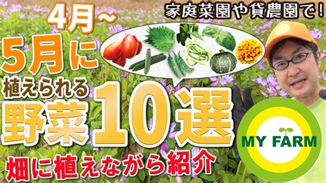 5月に種まき・苗植えできる野菜10選！実際に畑に植えながら紹介します｜初心者向け野菜づくりムービー Youtube