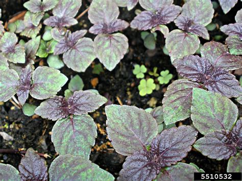 Perilla Mint Perilla Frutescens L Britton