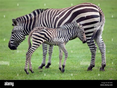 A Zebra Foal And It S Mother Stock Photo Alamy