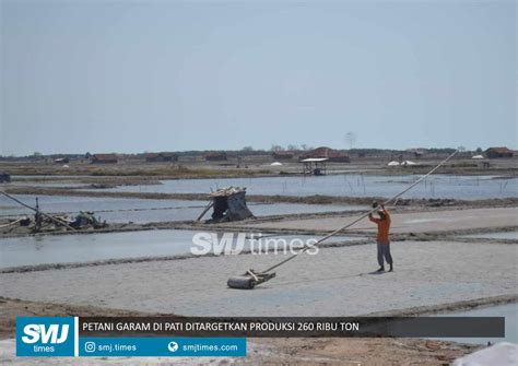 Petani Garam Di Pati Ditargetkan Produksi 260 Ribu Ton