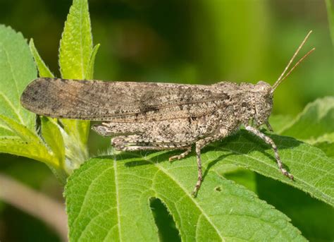 8 Grasshopper Species Found In Canada Bird Watching Hq