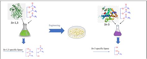 Altering the Regioselectivity of T1 Lipase from Geobacillus zalihae ...