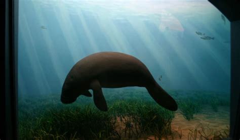 West African Manatee - Facts, Information & Habitat