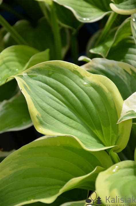 Hosta Fragrant King Funkia