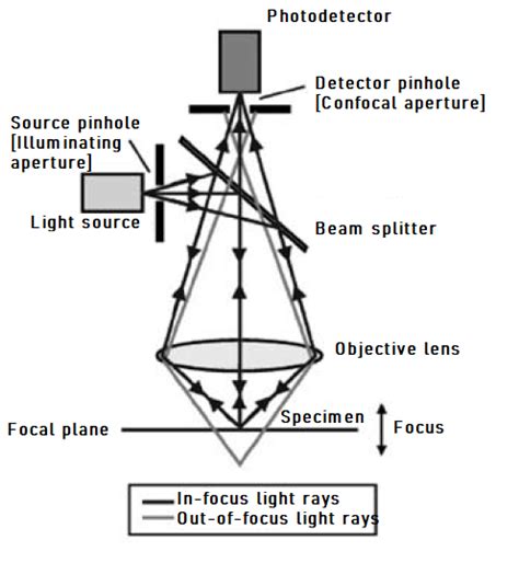 The Principle & Applications of Confocal Imaging